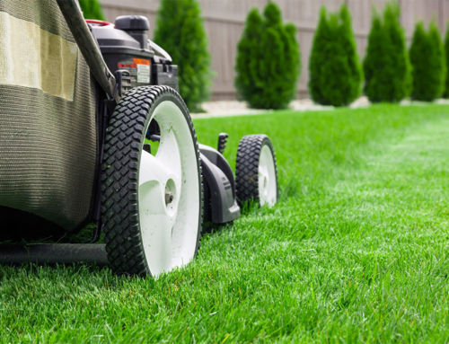 Harmonie entre nature et bien-être : l’importance des espaces verts durables