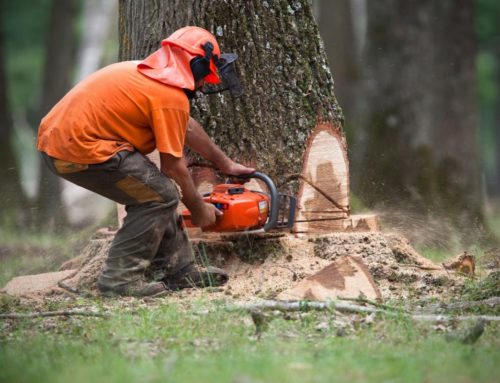 L’abattage des arbres : les raisons essentielles de faire appel à des experts