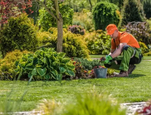 Paysagisme saisonnier : Transformez votre jardin avec l’aide du service à la personne Saint-Cast-le-Guildo