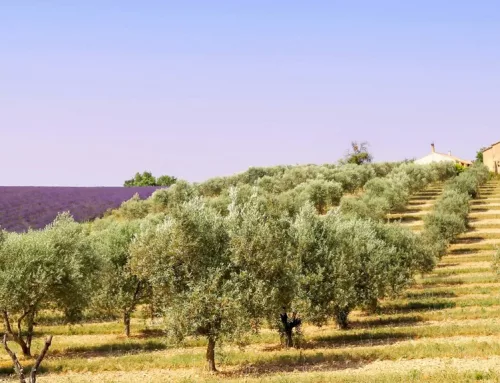 La splendeur intemporelle de l’olivier : entre élégance paysagère, traditions et plantation réussie