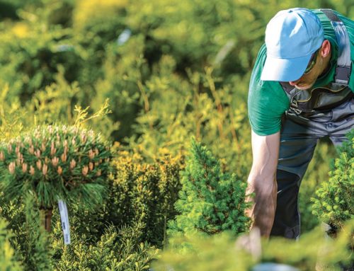 L’impact crucial des pépinière Nantes sur l’agriculture, la conservation et le paysagisme