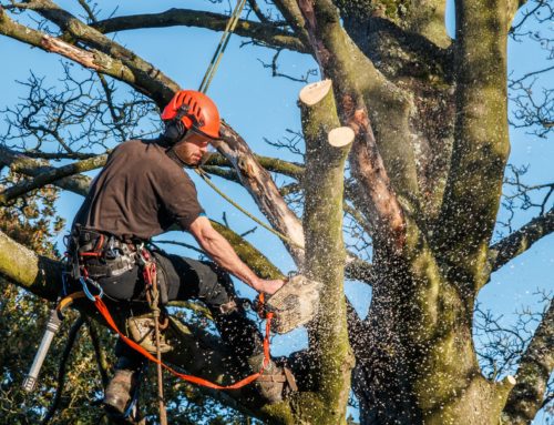 L’Importance cruciale de l’Élagage Caen pour la Santé et la longévité des arbres